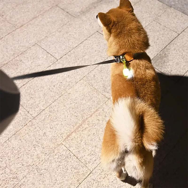 Lampa till hundhalsband - håll din hund synlig på kvällen